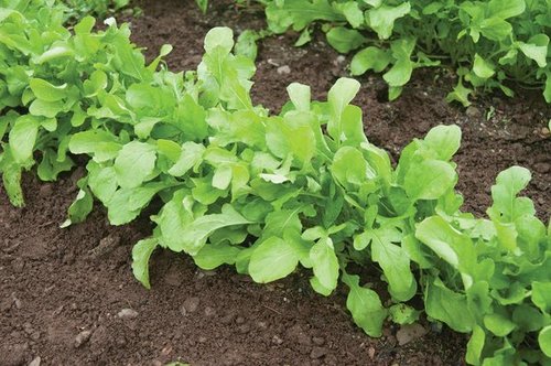 רוקט -50 גרם- roquette