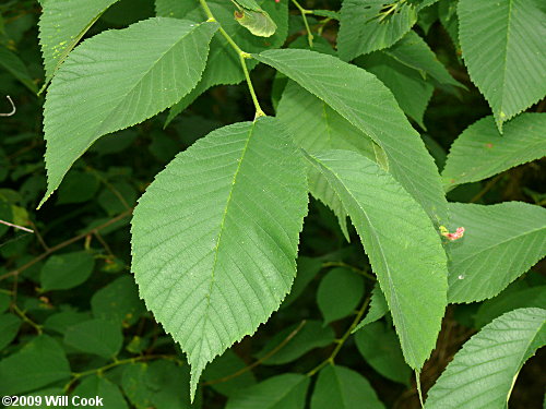 אולמוס  / Ulmus Fulva / Slippery Elm Bark