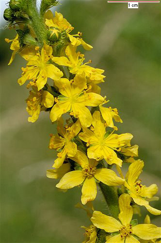  אבגר עלים 50 גרם  / Agrimonia repens leaf