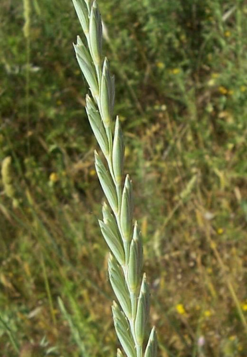 אגרופירון 50 גרם / Elymus Repens / Dog Grass