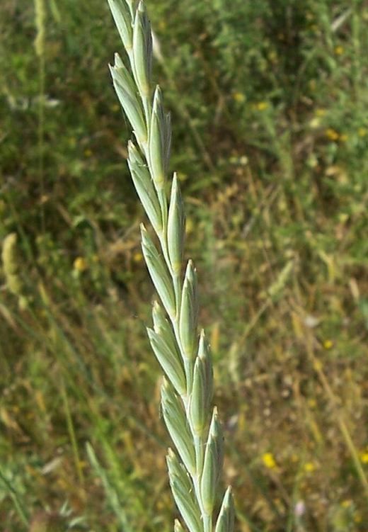 אגרופירון 50 גרם / Elymus Repens / Dog Grass
