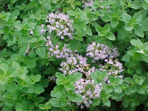 אורגנו 50 גרם / Origanum vulgare Leaf / Oregano