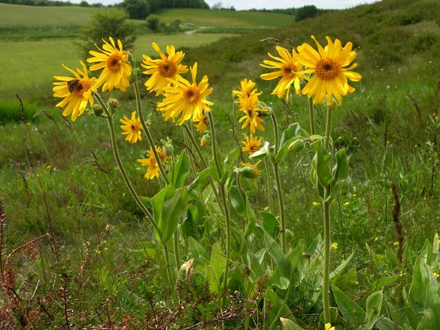 ארניקה עלווה 50 גרם / Arnica Montana / А́рника, баранец
