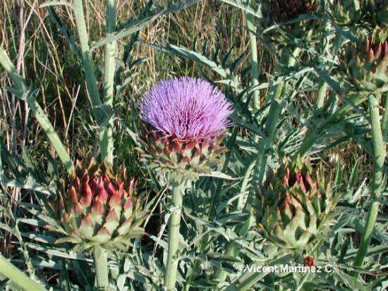 ארטישוק עלווה 50 גרם / Cynara cardunculus leaf / Artichoke
