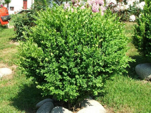 אשכרוע עלווה 50 גרם / BUXUS SEMPERVIRENS
