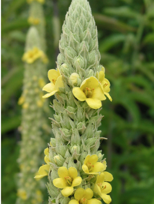 בוצין פרח 50 גרם / Verbascum flos / Mullein