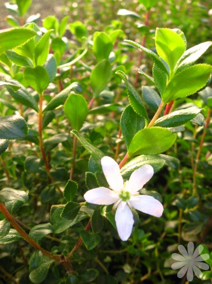 בוכהו עלים 50 גרם / Agathosma Betulina leaf /Buchu