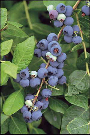 אוכמניות פרי / Vaccinium myrtillus / Blueberry