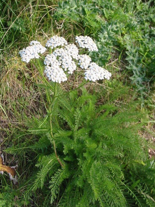 אכילאה עלווה 50 גרם / Achillea millefolium / Yarrow