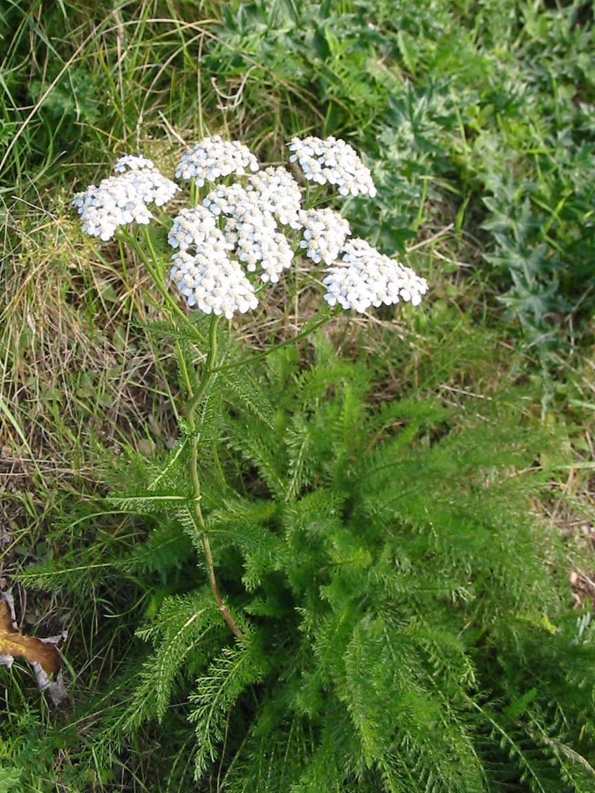 אכילאה עלווה 50 גרם / Achillea millefolium / Yarrow