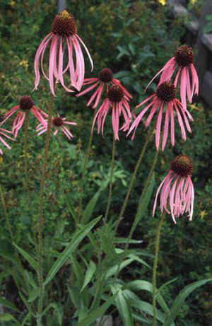 אכיניצאה עלים 50 גרם / Echinacea angustifolio leaf