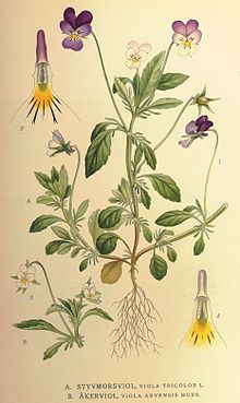 אמנון ותמר עלווה 50 גרם / Viola Tricolor leaf / Wild Pansy