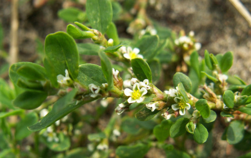 ארכובית עלווה 50 גרם | Polygonum Aviculare leaf| Knotweed