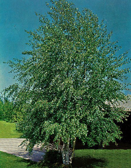 בטולה עלים 50 גרם / Betula pendula leaf