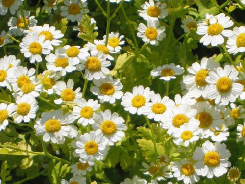 בן חרצית 50 גרם / Tanacetum Parthenum leaf / Feverfew