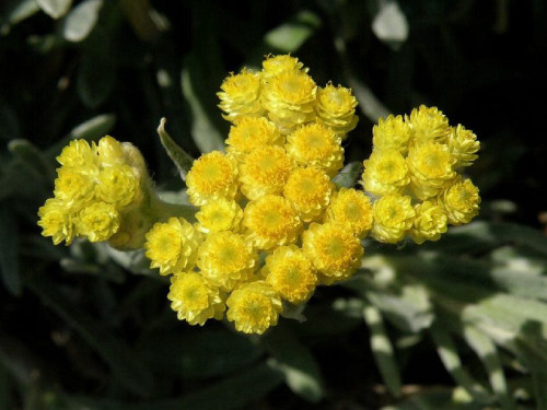 בסמרטניק/אל-מוות פרח 50 גרם / Helichrysium arenarium flowers  / Бессме́ртник песча́ный