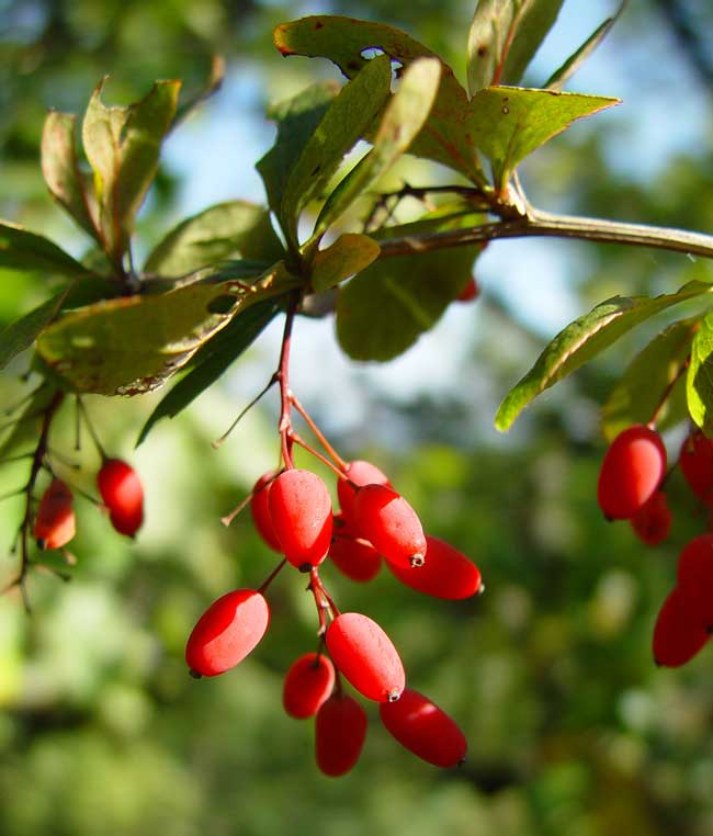 ברבריס עלווה 50 גרם / berberis vulgaris