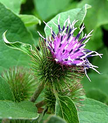 לפה גדולה 50 גרם / Arctium Lappa / Burdock