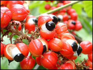 גוארנה פירות 50 גרם /  Paullinia cupana fruit