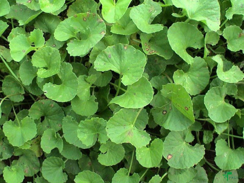 גוטה קולה עלים 50 / Centella asiatica leaf / Hydrocotyle