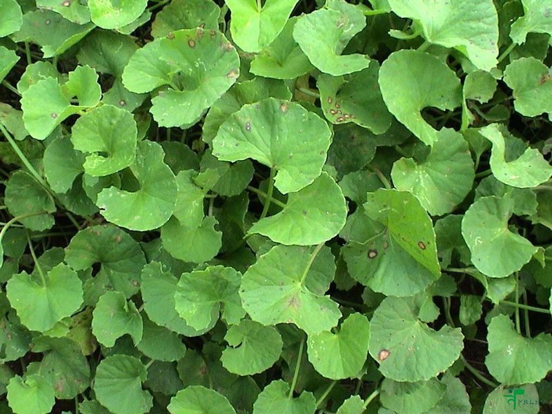 גוטה קולה עלים 50 / Centella asiatica leaf / Hydrocotyle