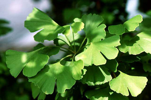 גינקו בילובה עלים 50 גרם /  Ginkgo Biloba leaf