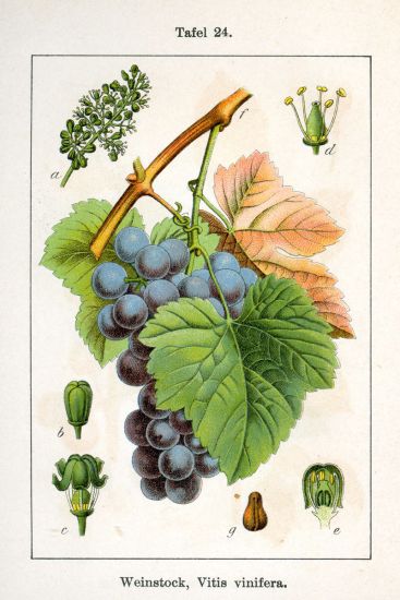 גפן אדומה עלווה 50 גרם / Vitis Venifera leaf / Grapes leaf