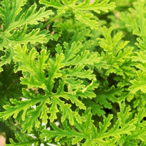 גרניום עלווה 50 גרם / geranium robertianum / Герань