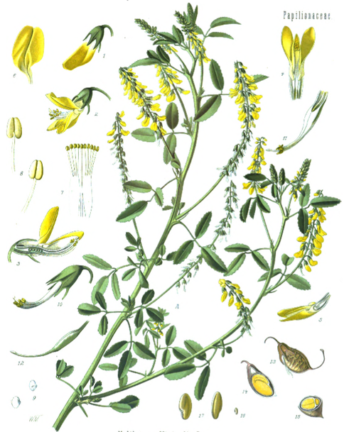 דבשה לבנה עלווה 50 גרם / Melilotus Officinalis  