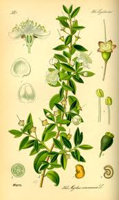 הדס עלווה 50 גרם / Myrtus communis / Myrtle