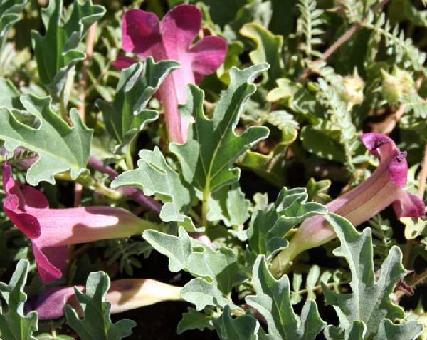 הרפגו  50 גרם / Harpagophytum Procumbens / Devils claw