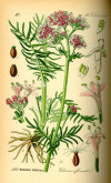 ולריאן שורש 50 גרם / Valeriana officinalis / Valerian