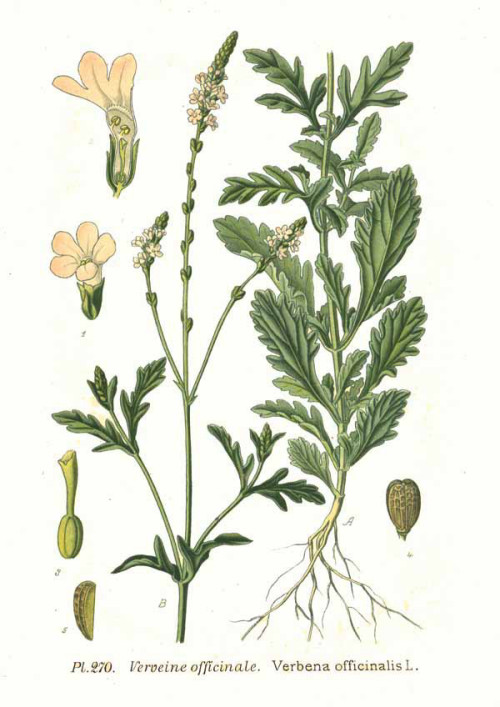 ורבנה עלווה 50 גרם / Verbena officinalis / Вербена