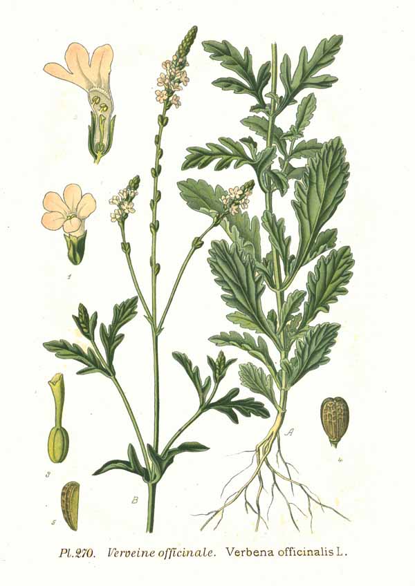 ורבנה עלווה 50 גרם / Verbena officinalis / Вербена