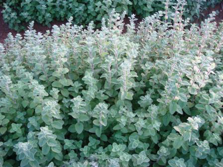 זעתר עלים 50 גרם / Origanum syriacum / Hyssop