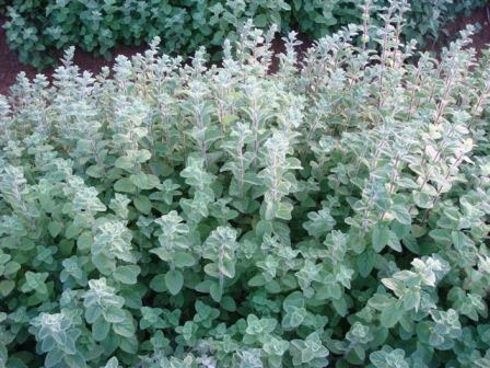 זעתר עלים 50 גרם / Origanum syriacum / Hyssop