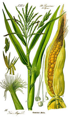 זקן תירס 50 גרם / Zea Mais silk / Corn Silk