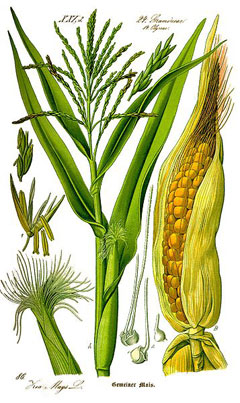 זקן תירס 50 גרם / Zea Mais silk / Corn Silk