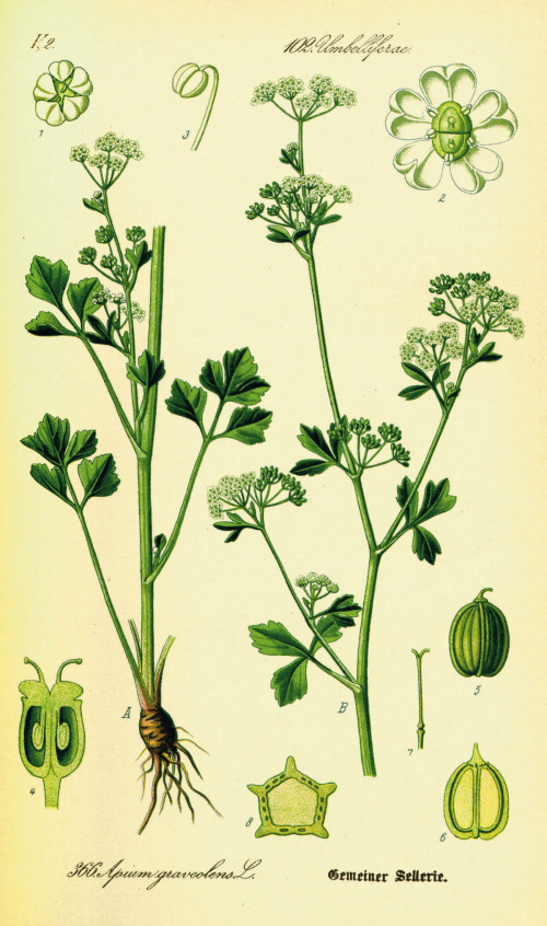 סלרי זרעים 50 גרם / Apium graveolens /