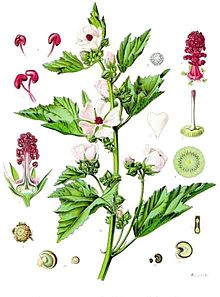 חוטמית עלים 50 גרם / Althea officinalis leaf / Marshmallow
