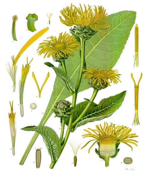 טיוון דביק עלווה 50 גרם / Inula Helenium / Elecampane