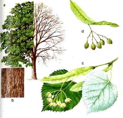 טיליה עלים פרחים 50 גרם / Tilia Argentea flower leaf / Linden