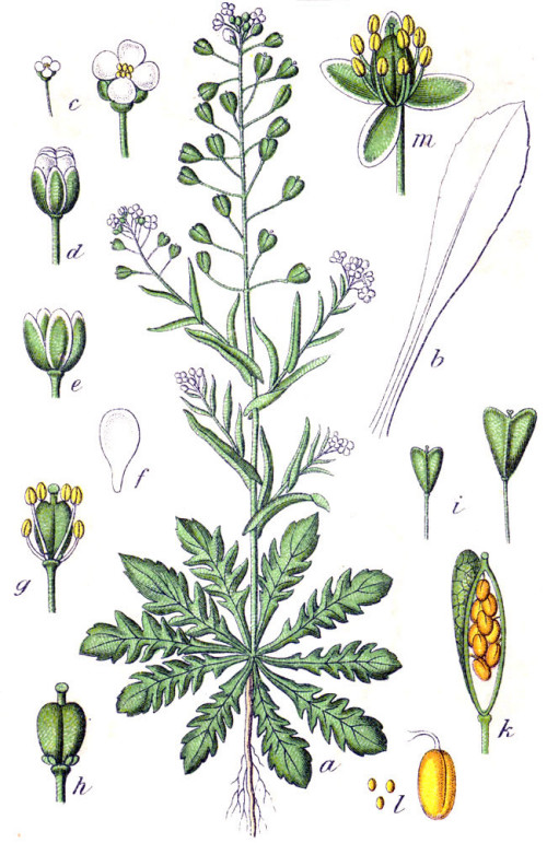 ילקוט הרועים עלווה 50 גרם / Bursa Pastoris / shepherd's-purse