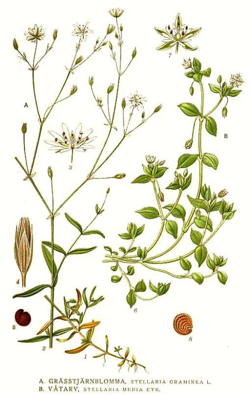 כוכבית עלווה 50 גרם / Stellaria Media / Chickweed