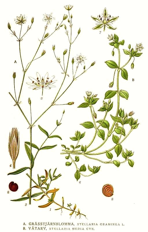 כוכבית עלווה 50 גרם / Stellaria Media / Chickweed