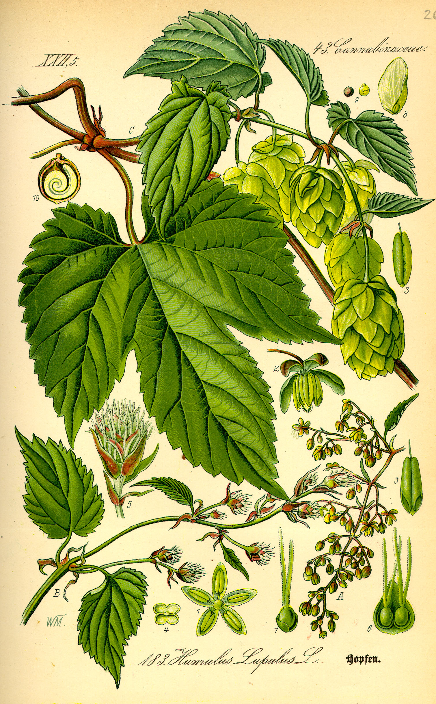 כשות עלווה 50 גרם / Humulus Lupulus / Hops