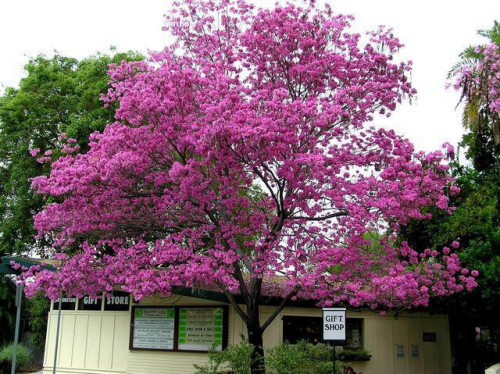 לאפשו עלווה 50 גרם / Tabebuia impetiginosa / Pau d'arco