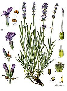 לבנדר (אזוביון) אורגני פרחים שלם 50 גרם / Lavandula Angustifolia / Lavender