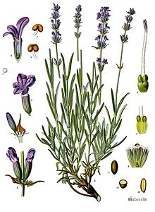 לבנדר (אזוביון) אורגני פרחים שלם 50 גרם / Lavandula Angustifolia / Lavender