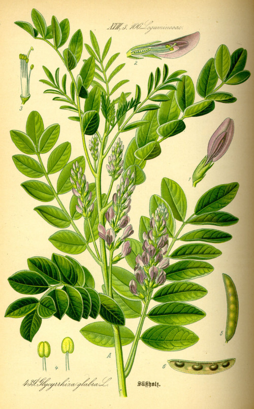 שוש קירח שורש 50 גרם / Glycyrrhiza Glabra / Liquorice